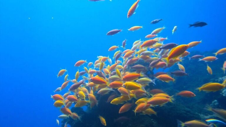testes-de-agua-que-salvam-seus-peixes-marinhos