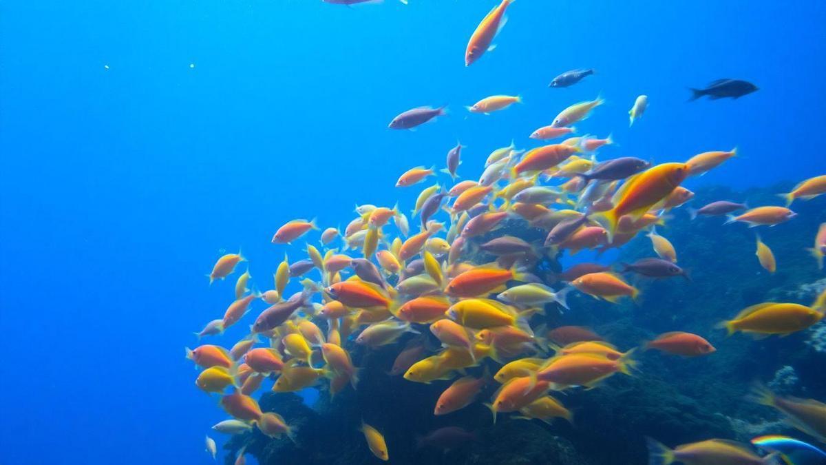 testes-de-agua-que-salvam-seus-peixes-marinhos