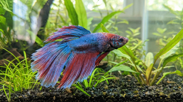 Como Identificar e Tratar Doenças Comuns em Peixes de Aquário